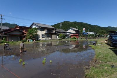 1000本プロ田植え2.jpg