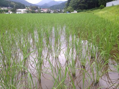 イセヒカリの状況0711.jpg